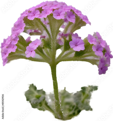 Close-up of a blooming desert sand verbena flower.  photo