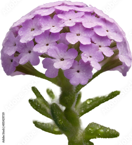 Close-up of a blooming desert sand verbena flower. 