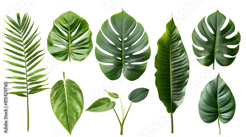 Set of tropical leaf isolated on white background