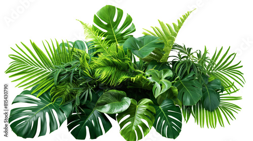 Tropical leaves foliage plant jungle bush with monstera and tropic plants palm leaves isolated on white background