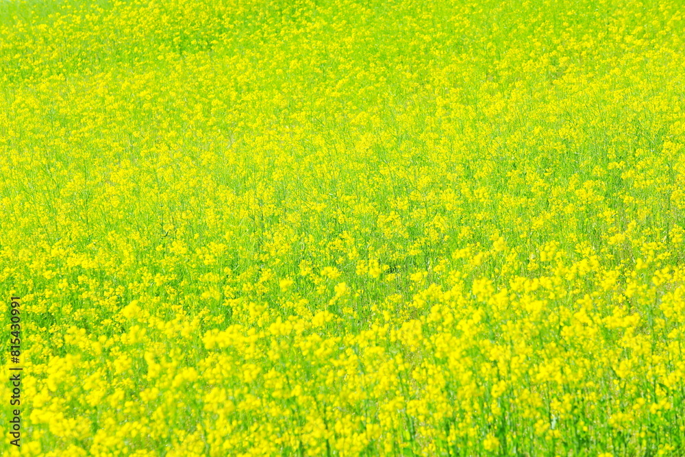 春の日差しの中の菜の花畑