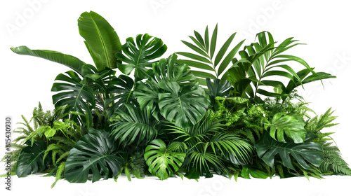 Tropical foliage plant bush leaves isolated on white background