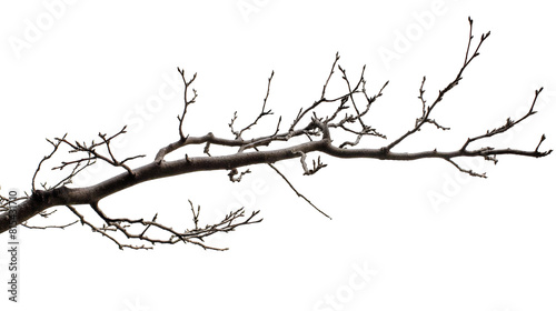 Tree branch isolated on white background
