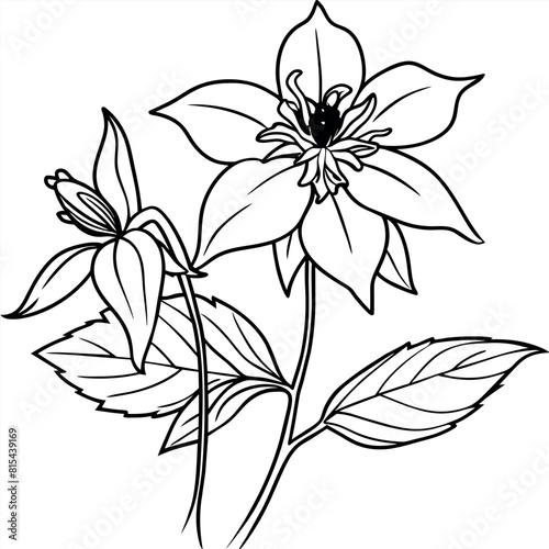 Columbine flower outline illustration coloring book page design, Columbine flower black and white line art drawing coloring book pages for children and adults 