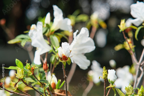 White Azalea in Zhishan Garden, National Palace Museum Taipei Taiwan. photo