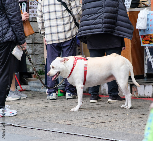 White dog in Bali Old Street, Taipei Taiwan. photo