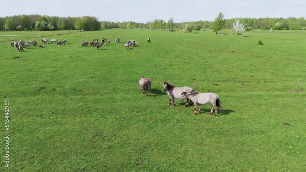 Wild Horses and Auroxen Cows Running in the Field of Pape National Park, Latvia. Aerial View of Wild Konik Polski Horses and Cows Grazing on Meadow Located at the Shores of the Lake Pape, Sunny Day. Wild Horses and Auroxen Cows Running in the Field of Pape National Park, Latvia. Aerial View of Wild Konik Polski Horses and Cows Grazing on Meadow Located at the Shores of the Lake Pape, Sunny Day.