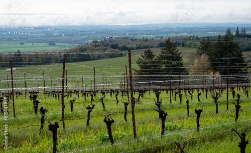 A vineyard in Oregon in winter shows the aftereffects of rain showers, droplets along wire trellises gleam along the rows, with lush green grass below the vines.
