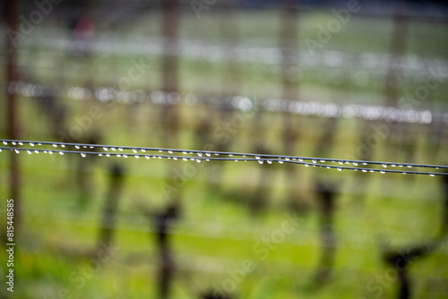 A vineyard in Oregon in winter shows the aftereffects of rain showers, droplets along wire trellises gleam along the rows, with lush green grass below the vines.