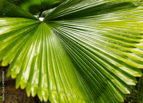 Green branches of a palm tree in nature