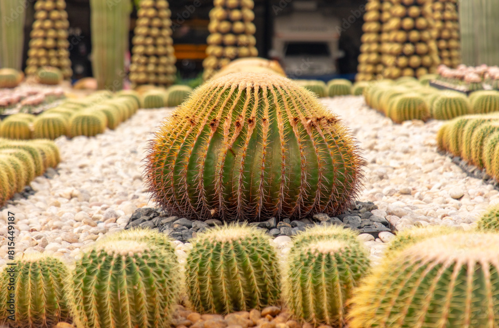 Cacti grow in the arboretum Cacti grow in the arboretum
