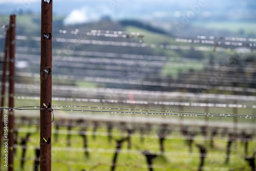 A vineyard in Oregon in winter shows the aftereffects of rain showers, droplets along wire trellises gleam along the rows, with lush green grass below the vines.