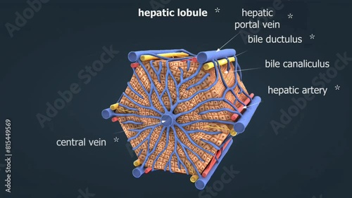 Hepatic lobule photo