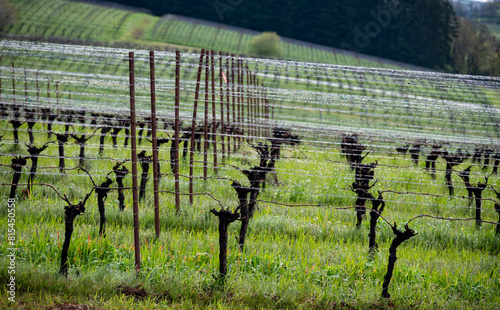 A vineyard in Oregon in winter shows the aftereffects of rain showers, droplets along wire trellises gleam along the rows, with lush green grass below the vines.