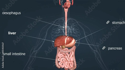  Human liver anatomy
