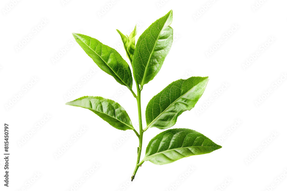 Obraz premium Green tea isolated on transparent background