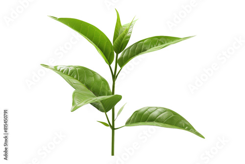 Green tea isolated on transparent background