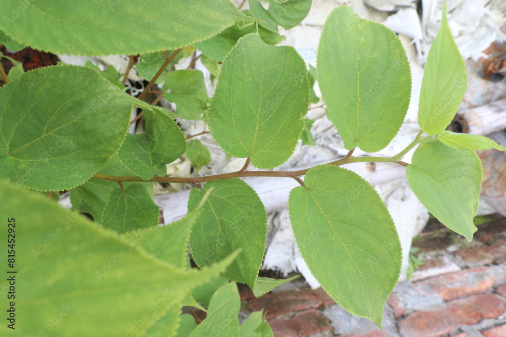 Muntingia calabura plant on jungle