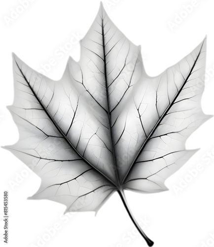 An image of a stylized leaf.