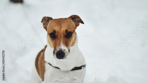 A Jack Russell Terrier trembles in the winter snow. © Довидович Михаил