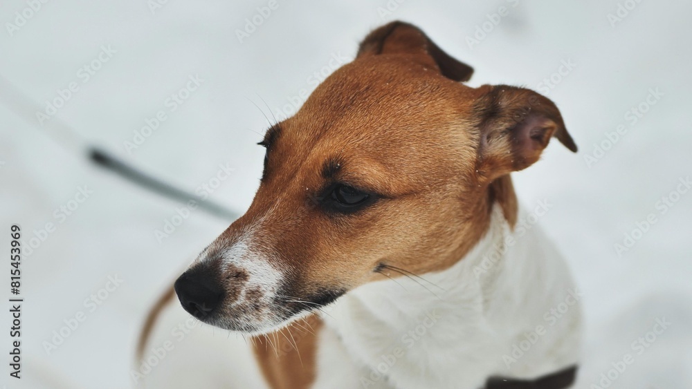 A Jack Russell Terrier trembles in the winter snow. A Jack Russell Terrier trembles in the winter snow.