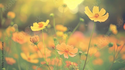 Beautiful Yellow Cosmos Flowers in a Garden with Cosmos Field Background © AkuAku