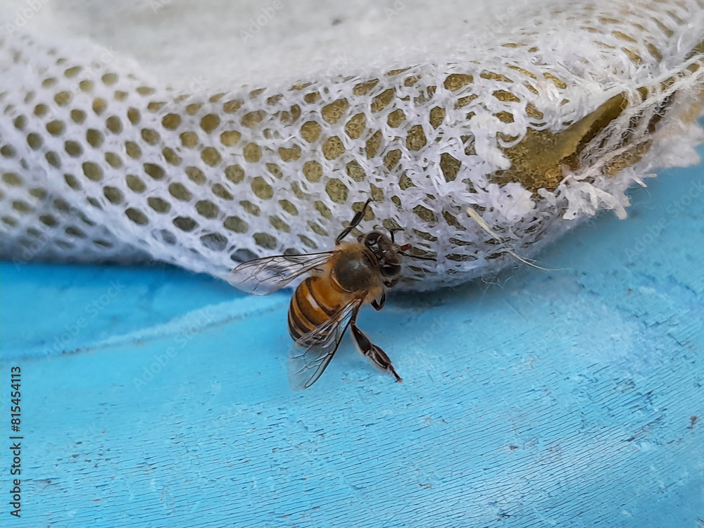 Obraz premium insect life in dry season