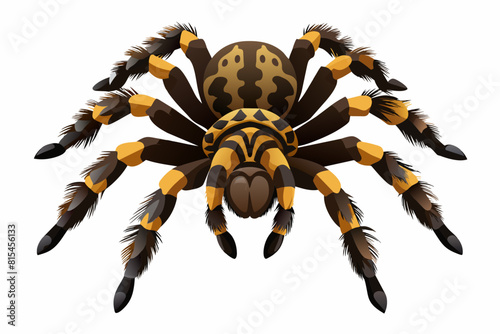 tarantula cartoon vector illustration
