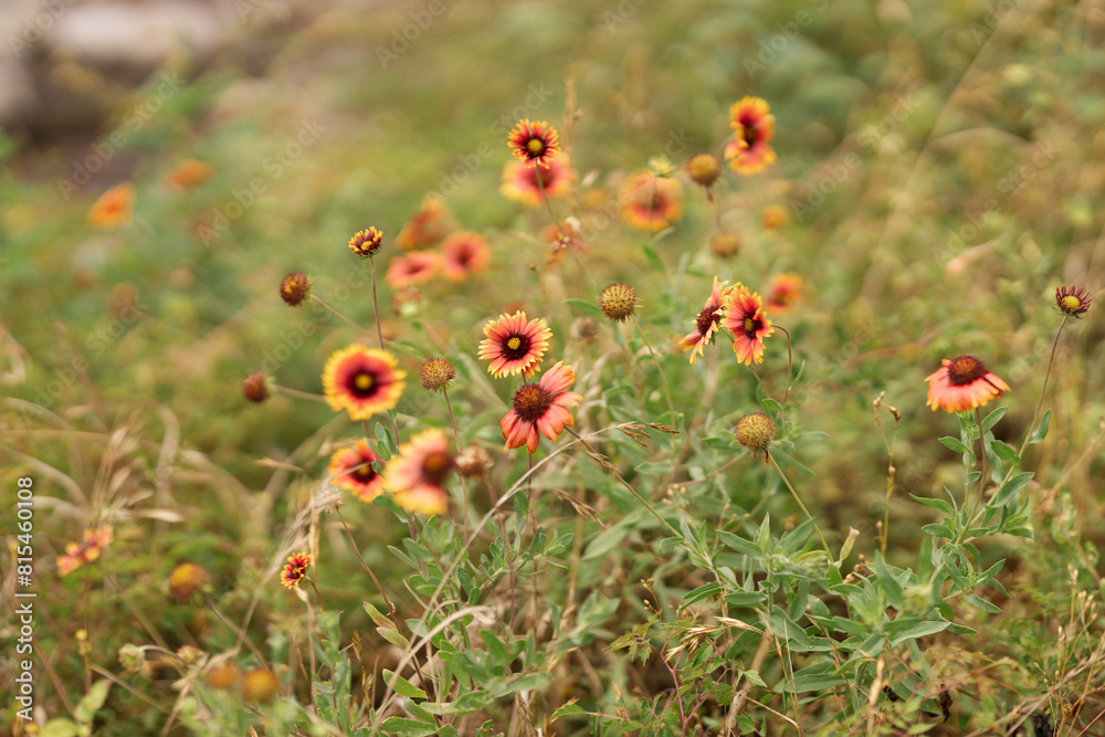 Fototapeta premium Colorful wildflowers blooming in a lush field