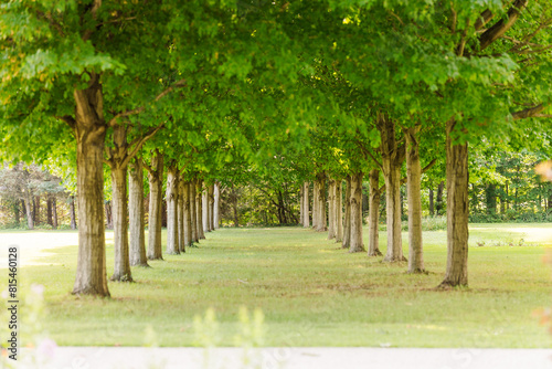 Serene tree-lined pathway in a lush green park