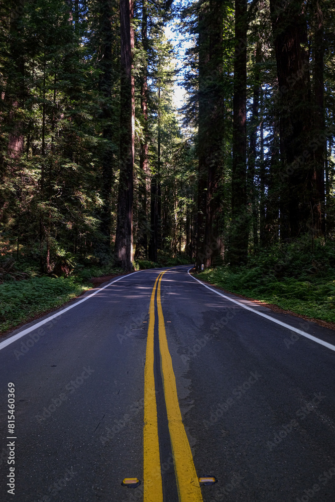 An empty road winds through tall trees.