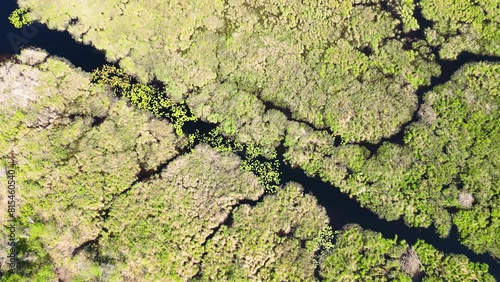 Springtime Aerial Journey Over Serene Swamp in Ontario photo