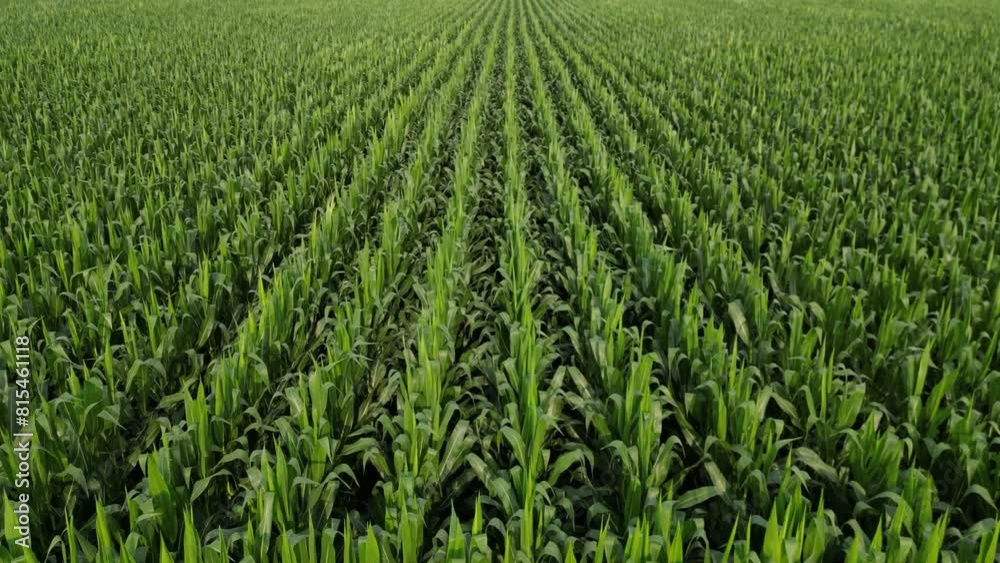 Aerial View of Lush Cornfield in Bluewater, Ontario Aerial View of Lush Cornfield in Bluewater, Ontario