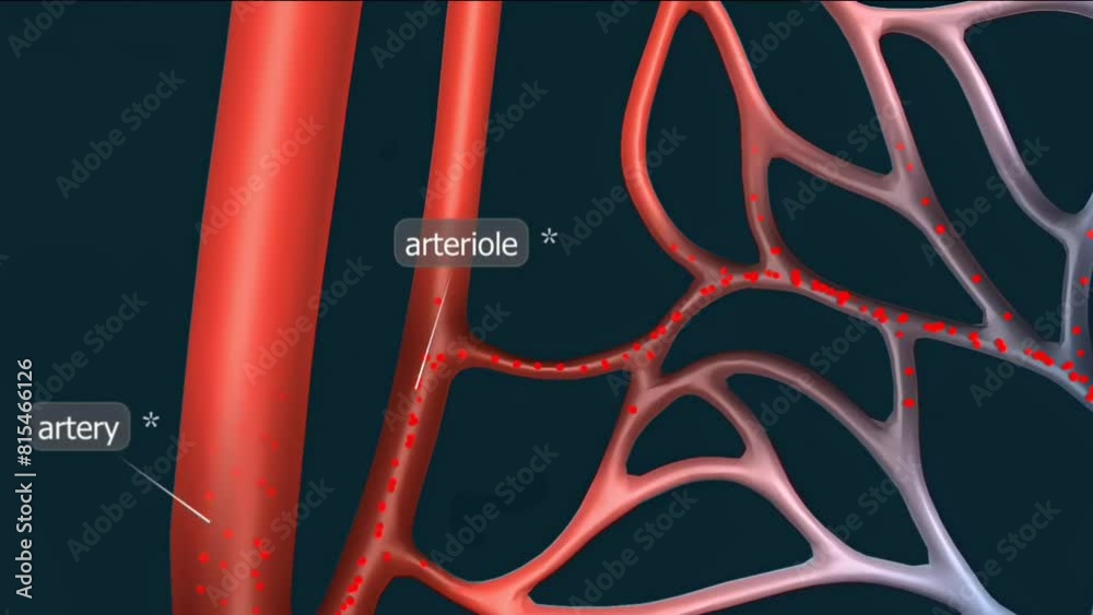 Blood flow in blood vessels