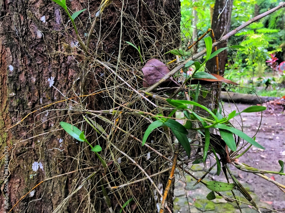 Obraz premium Leaf of Oncidium Orchid or Dancing Lady orchid hanging on the tree at the natural garden. (Oncidium Varicosum, Oncidium Goldiana)
