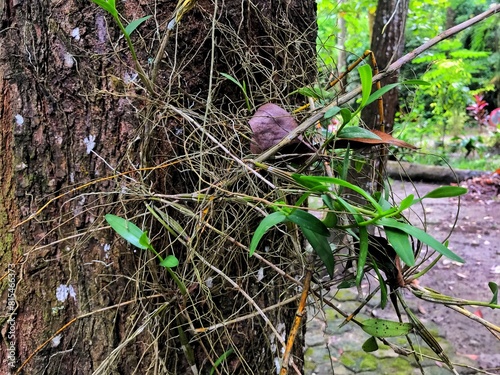 Leaf of Oncidium Orchid or Dancing Lady orchid hanging on the tree at the natural garden. (Oncidium Varicosum, Oncidium Goldiana) photo