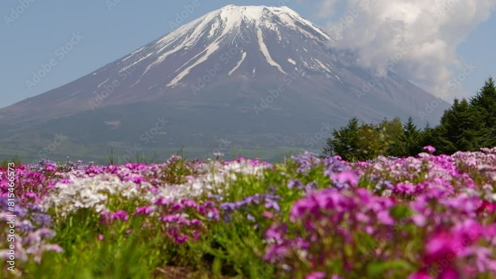 Cinematic tilt up over beautiful Mount Fuji with vibrant blooming Spring flowers Cinematic tilt up over beautiful Mount Fuji with vibrant blooming Spring flowers