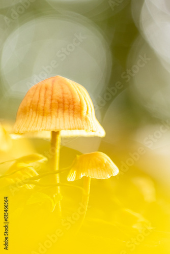 Close-up of unidentified wild mushrooms.