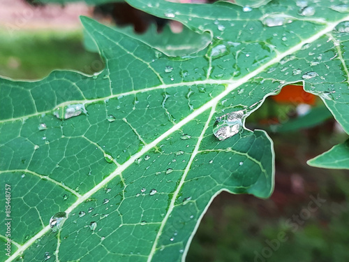 beauty green natural