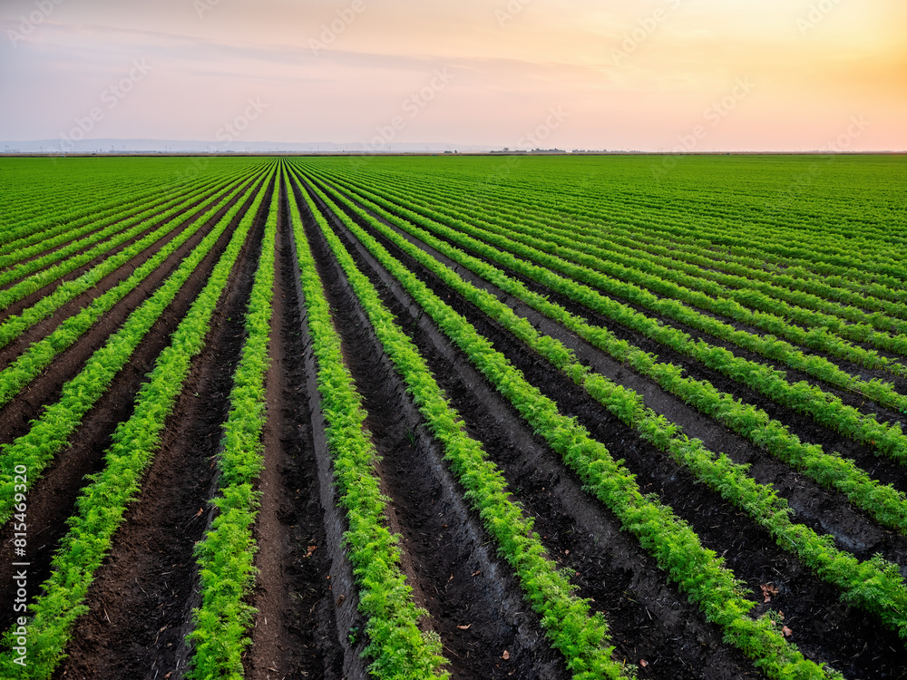 Agricultural landscape at sunset with symmetrical carrot crop rows under a colorful sky Agricultural landscape at sunset with symmetrical carrot crop rows under a colorful sky