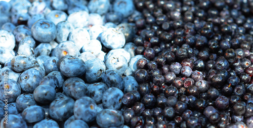 Blueberries and bilberries panorama with selective focus and sun rays. Ripe bilberries are smaller and darker than blueberries.