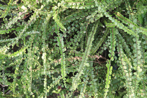 Nephrolepis cordifolia Duffii plant on nursery photo