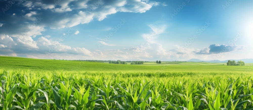 A rural field on a farm with corn agriculture showcasing lush greenery of plants in their growth season under the summer sun A picturesque farming scene within an organic outdoor landscape offering a