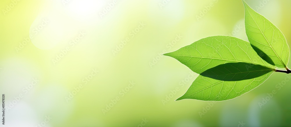 A close up view of a green leaf is placed against a blurred background creating a natural and fresh wallpaper concept with ample copy space A close up view of a green leaf is placed against a blurred background creating a natural and fresh wallpaper concept with ample copy space