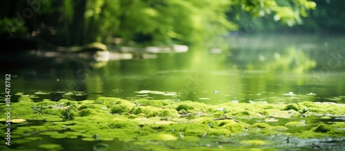 A serene park pond with a dense cover of duckweed creating a picturesque and tranquil scene copy space image