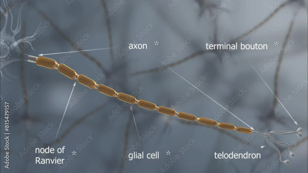 Nerve fibres
