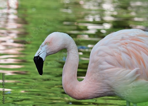 Rosaflamingo (Phoenicopterus roseus) Nahaufnahme mit grünem Hintergrund