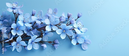 Obraz na płótnie A copy space image featuring blue spring flowers set against a matching blue backdrop w salonie