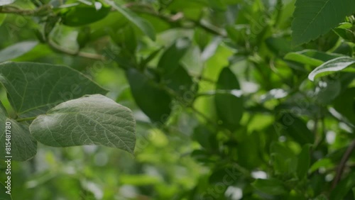 Green forest near the river and chirping birds.  川の近くにある緑あふれる森と鳥のさえずり。