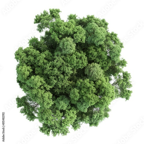 Aerial view woods trees cutout 3d render isolated on white background 